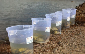 Elazığ'da Su Kaynakları Canlanıyor: Kalecik Barajı'na 11 Bin 800 Sazan Yavrusu Bırakıldı