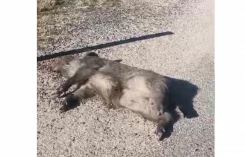 Elazığ–Pertek Yolunda Yaban Domuzu Ölü Bulundu