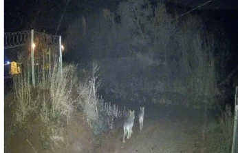 Elazığ Sivrice'de Kurtlar Yerleşim Alanına Yakın Görüntülendi