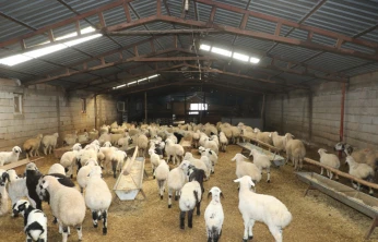 Gürçubuk Köyü'nde Hayvancılık İşletmesine Yerinde İnceleme