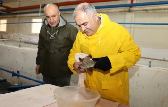 Keban Su Ürünleri Üretim İstasyonunda Alabalık Sağımı Aralıksız Sürüyor