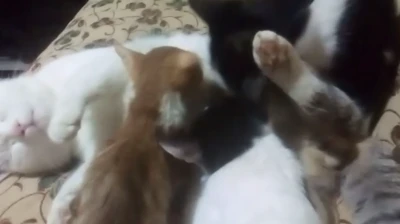 Elazığ'da Şaşırtan Olay: Erkek Kedi Yavruları Sahiplendi ve Emzirmeye Başladı