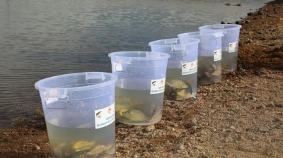 Elazığ'da Su Kaynakları Canlanıyor: Kalecik Barajı'na 11 Bin 800 Sazan Yavrusu Bırakıldı