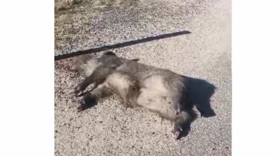 Elazığ–Pertek Yolunda Yaban Domuzu Ölü Bulundu