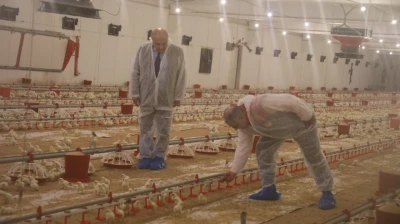 KKYDP Desteğiyle Elazığ'da Kanatlı Üretimi İki Katına Çıktı