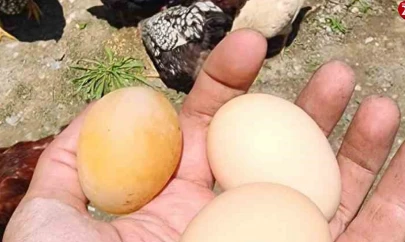 Elazığ'da Şaşkına Çeviren Olay: Tavuk Kabuksuz Yumurta Yumurtladı!