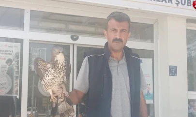 Elazığ'da yaralı şahin tedavi altına alındı