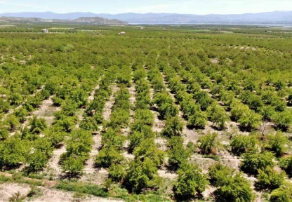 Baskil'de kayısı ağaçları boş kaldı, rekolte yüzde 80 düştü