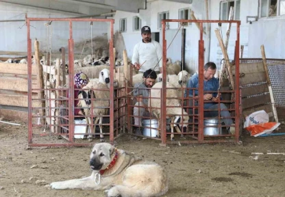 Elazığ'da Küçükbaş Hayvancılığa 41 Milyon TL Destek