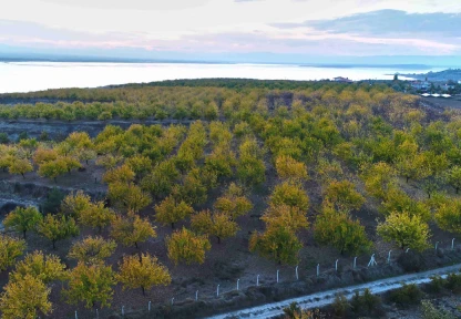 Elazığ'da 3 Yılda 20 Bini Aşkın Kayısı Ağacı Toprakla Buluşturuldu