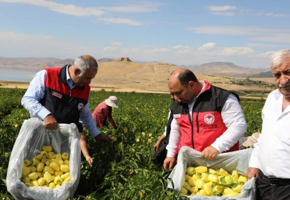 Elazığ'da Biber Hasadı Başladı: Keban ve Karaçor Biberi Öne Çıkıyor