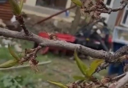 Elazığ'da Don Felaketi: Çiftçinin Umudu Kayısı Bahçeleri Yandı