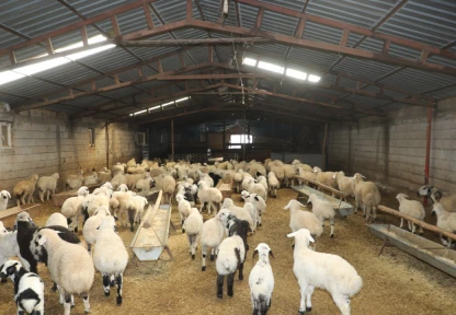 Gürçubuk Köyü'nde Hayvancılık İşletmesine Yerinde İnceleme