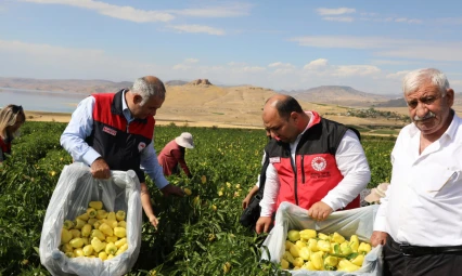 Elazığ'da Biber Hasadı Başladı: Keban ve Karaçor Biberi Öne Çıkıyor