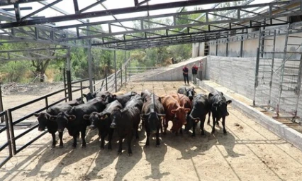 Elazığ'da Çiftçilere Düve ve Yem Desteği: 78 Asil, 117 Yedek Çiftçi Destek Listesinde