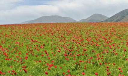 Elazığ'da gelincikler tarlaları kırmızıya boyadı