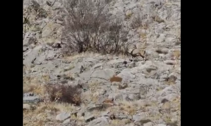 Elazığ'da Nadir Görülen An: Dağ Keçileri Sarp Kayalıklarda Görüntülendi