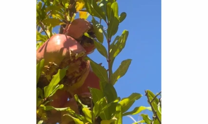 Elazığ'da Soğuk Hava Nar Üreticilerini Olumsuz Etkiledi