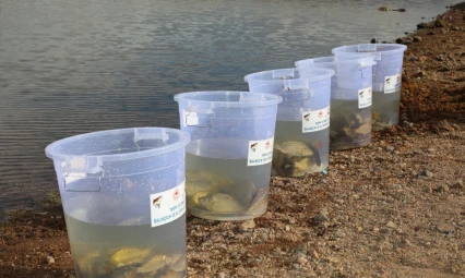 Elazığ'da Su Kaynakları Canlanıyor: Kalecik Barajı'na 11 Bin 800 Sazan Yavrusu Bırakıldı