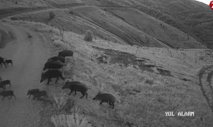 Baskil'de yiyecek arayan domuz sürüsü kamerada