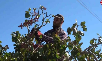 Elazığ'dan Gaziantep'e 'fıstıklı' gözdağı