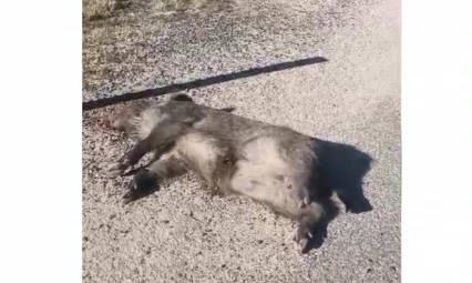 Elazığ–Pertek Yolunda Yaban Domuzu Ölü Bulundu