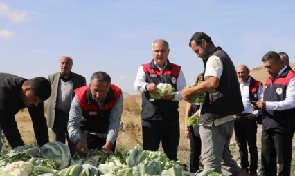 Kovancılar'da İlk Karnabahar Hasadı Gerçekleşti