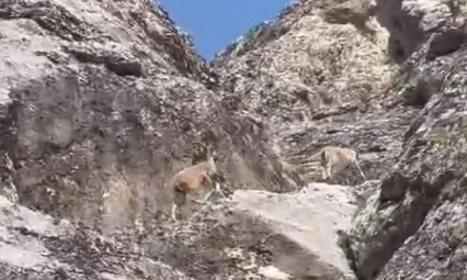 Nesli tükenme tehlikesi altındaki dağ keçileri Palu Kalesi'nde görüntülendi