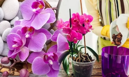 Solan Orkide 5 Yöntem İle Canlanıyor! Bunlar Uygulanırsa Orkide Daha Renkli Oluyor