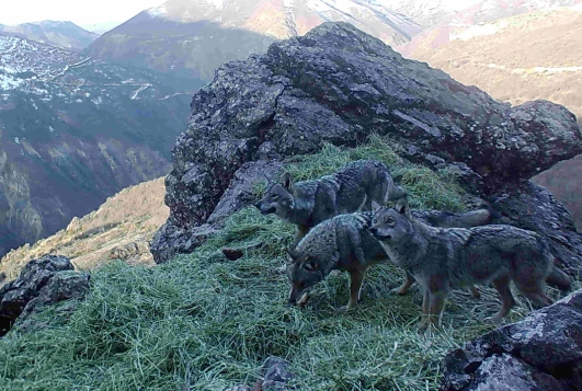 Munzur Ve Pülümür Dağlarındaki Yaban Hayatı Fotokapanlarla Görüntülendi