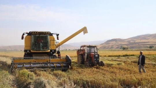 150 gün suyun içinde yetişen pirinçte hasat zamanı