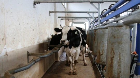 3 çocuk annesinin bahçesi bile yoktu, şimdi devlet desteği ile çiftliği var