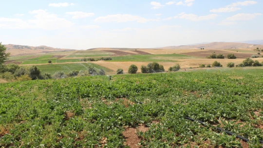 Tarım İl Müdürü Kılıç, Deveci Köyü'nde Kurulan Sulama Sistemlerini İnceledi