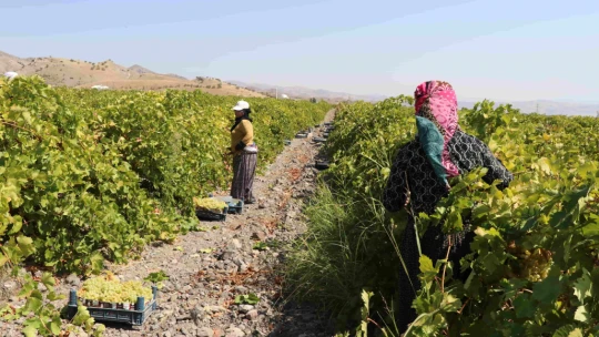 Elazığ'da Yetiştirilen Üzümler Bir Çok İle Gönderiliyor