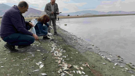 Keban Baraj Gölündeki Balık Ölümleriyle İlgili İnceleme Başlatıldı