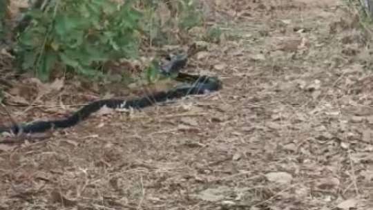 Anne kuş yuvasına girmek isteyen yılanın dikkatini böyle dağıttı