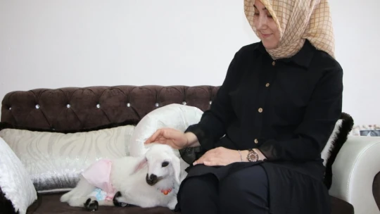 Annesinin reddettiği kuzuya, sağlıkçı şefkati