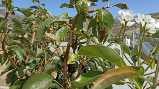 Armut ağacı sonbaharda çiçek açtı