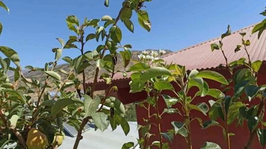 Armut ağacı sonbaharda çiçek açtı