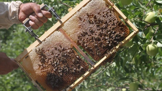 Arı Kovanlarını Ayılardan Korumak İçin Bakın Ne Yaptı