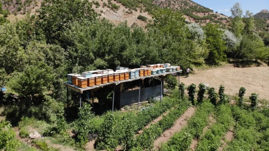 Arı Kovanlarını Ayılardan Korumak İçin Bakın Ne Yaptı