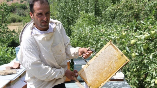 Arı Kovanlarını Ayılardan Korumak İçin Bakın Ne Yaptı