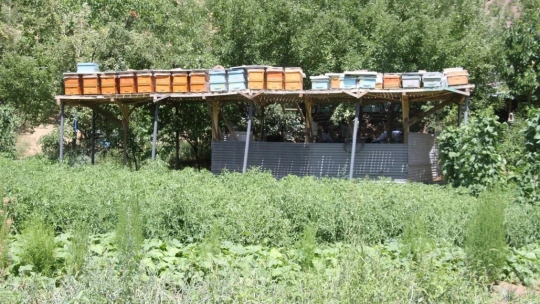 Arı Kovanlarını Ayılardan Korumak İçin Bakın Ne Yaptı