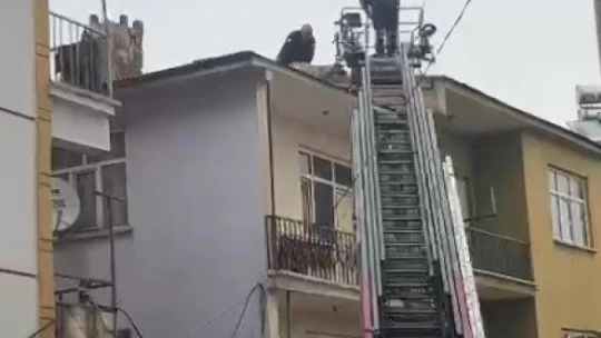 Karakoçan'da Binanın Çatısında Mahsur Kalan Köpeği, İtfaiye Kurtardı