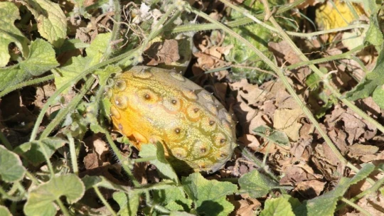 Bölgede ilki başardı, tropik Afrika meyvesi olan Kivano'yu yetiştirdi, bir kökte 50 adet ürün elde etti