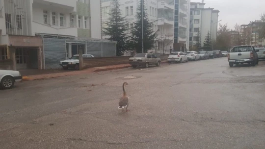 Boş sokakta kaz gezintiye çıktı