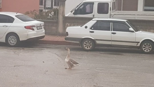 Boş sokakta kaz gezintiye çıktı