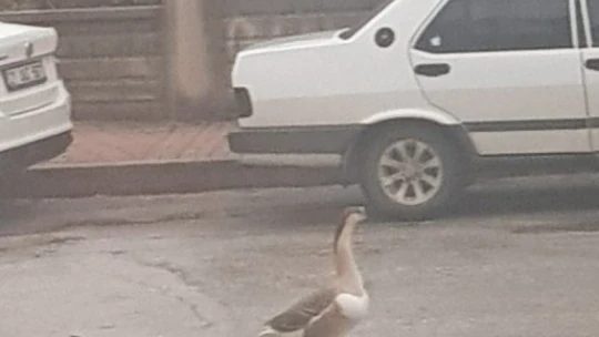 Boş sokakta kaz gezintiye çıktı