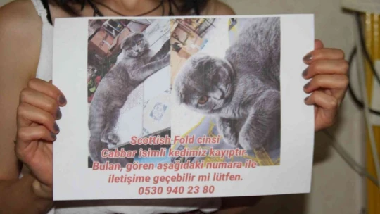 Çalınan kedisi için seferber oldu, geri getirirlerse şikayetçi olmayacak