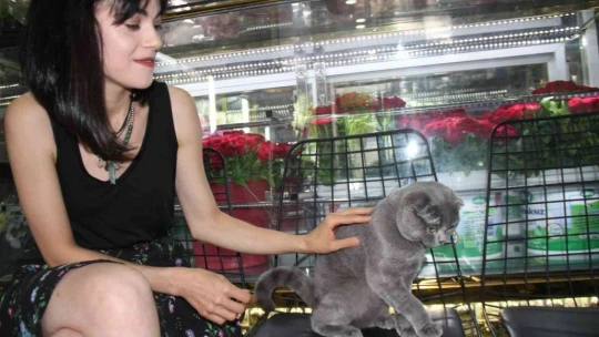Çalınan kedisini bulmak için dedektif gibi iz sürdü, gelen mesajla mutluluktan havalara uçtu